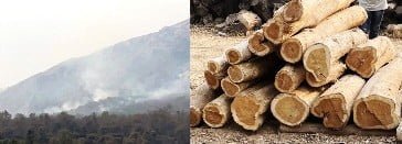 काट डाले सागौन के पेड़, कार्यवाही से बचाने बीट गार्ड पर डेढ़ लाख लेने का आरोप 1 167846740607228129 kshititech