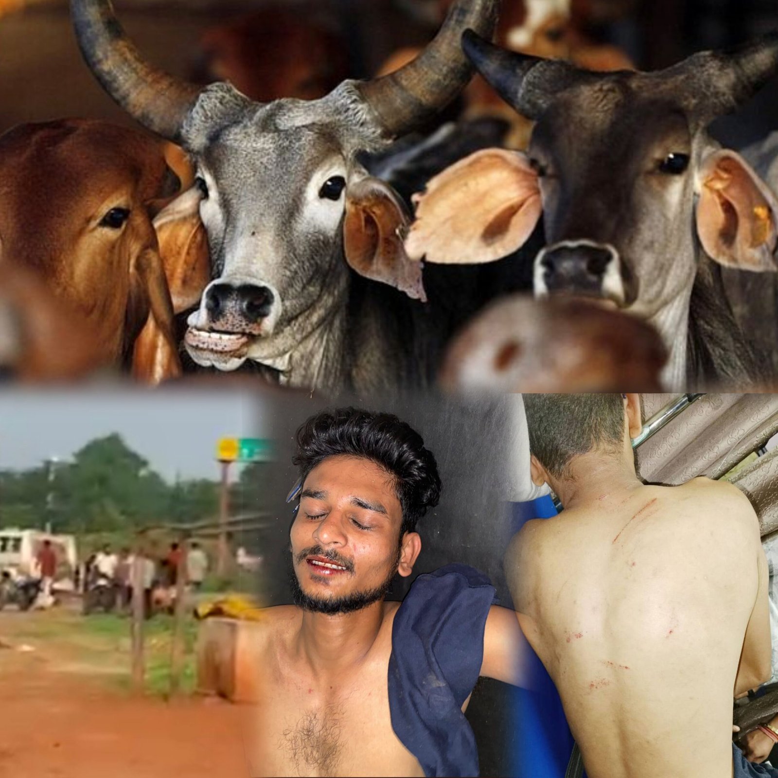गौ सेवा के लिए जीवन दांव पर लगाने वाले सक्ती के मयंक सिंह और उनके साथियों पर जानलेवा हमला, गंभीर हालत में चल रहा इलाज 1 InCollage 20240719 085410926 scaled kshititech
