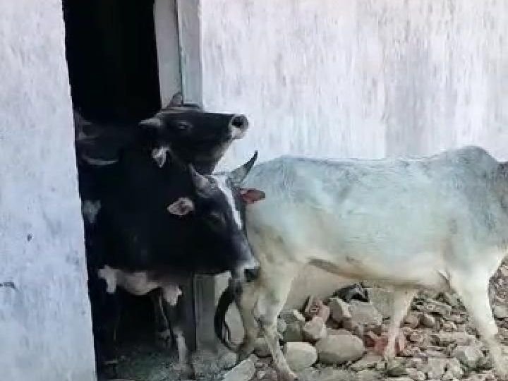 पहले फोन पर धमकी दी, फिर कार से बाइक को ठोका, 10-15 लोग कार से उतरे और गौ रक्षकों को मारने लगे, इतने से मन नहीं भरा तो....!! सक्ती के गौरक्षक मयंक सिंह ने लिखाई एफआईआर, 100 से ज्यादा गौ वंश को मुक्त कराकर लौटते वक्त हुई वारदात 4 image search 17214712565086224937651995604857 kshititech