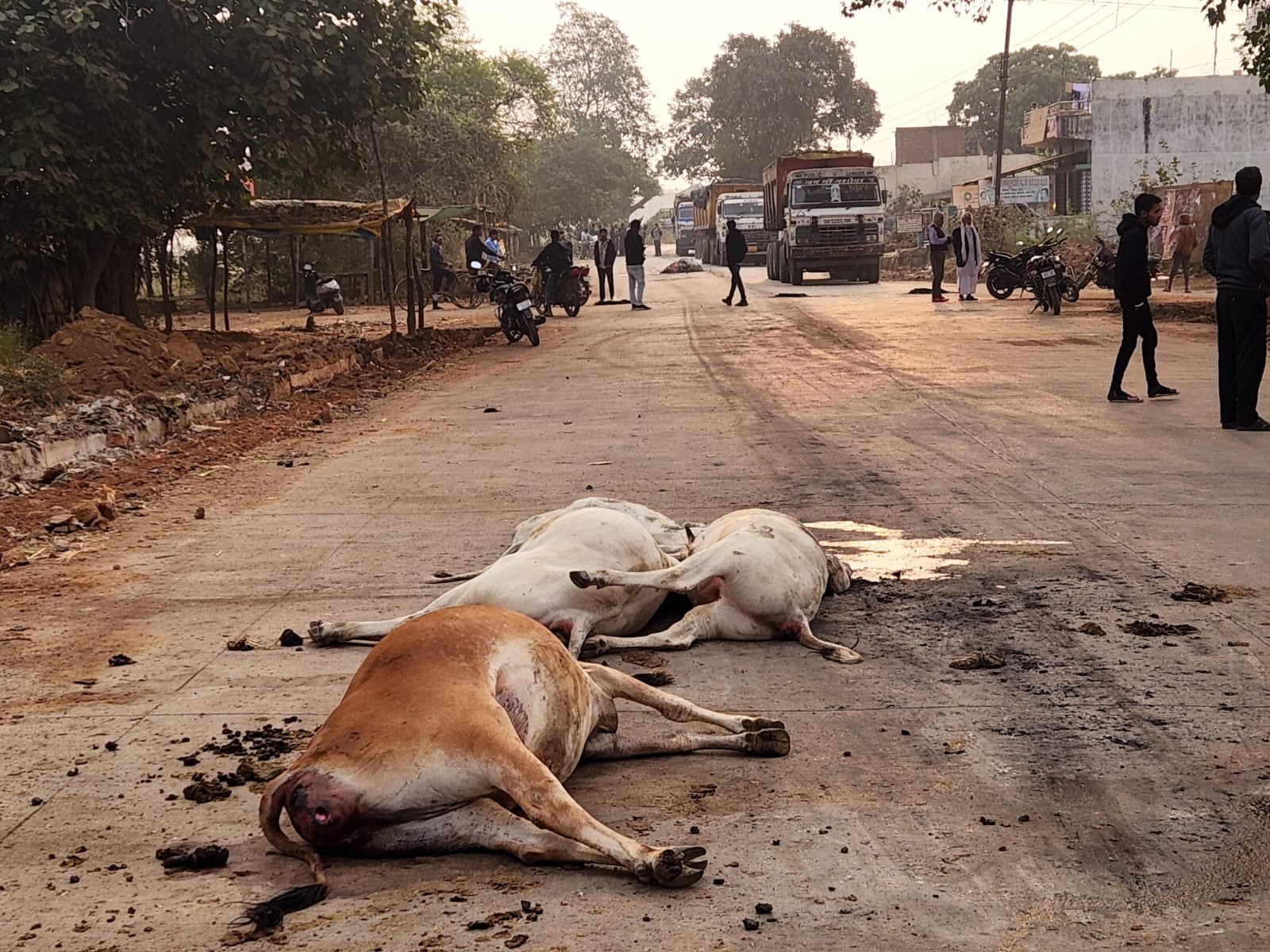 सक्ती में बड़ा हादसा: हाइवा चालक ने 6 गायों को बेरहमी से कुचला, अक्रोशित ग्रामीण ने किया चक्काजाम 1 IMG 20241128 WA0134 kshititech
