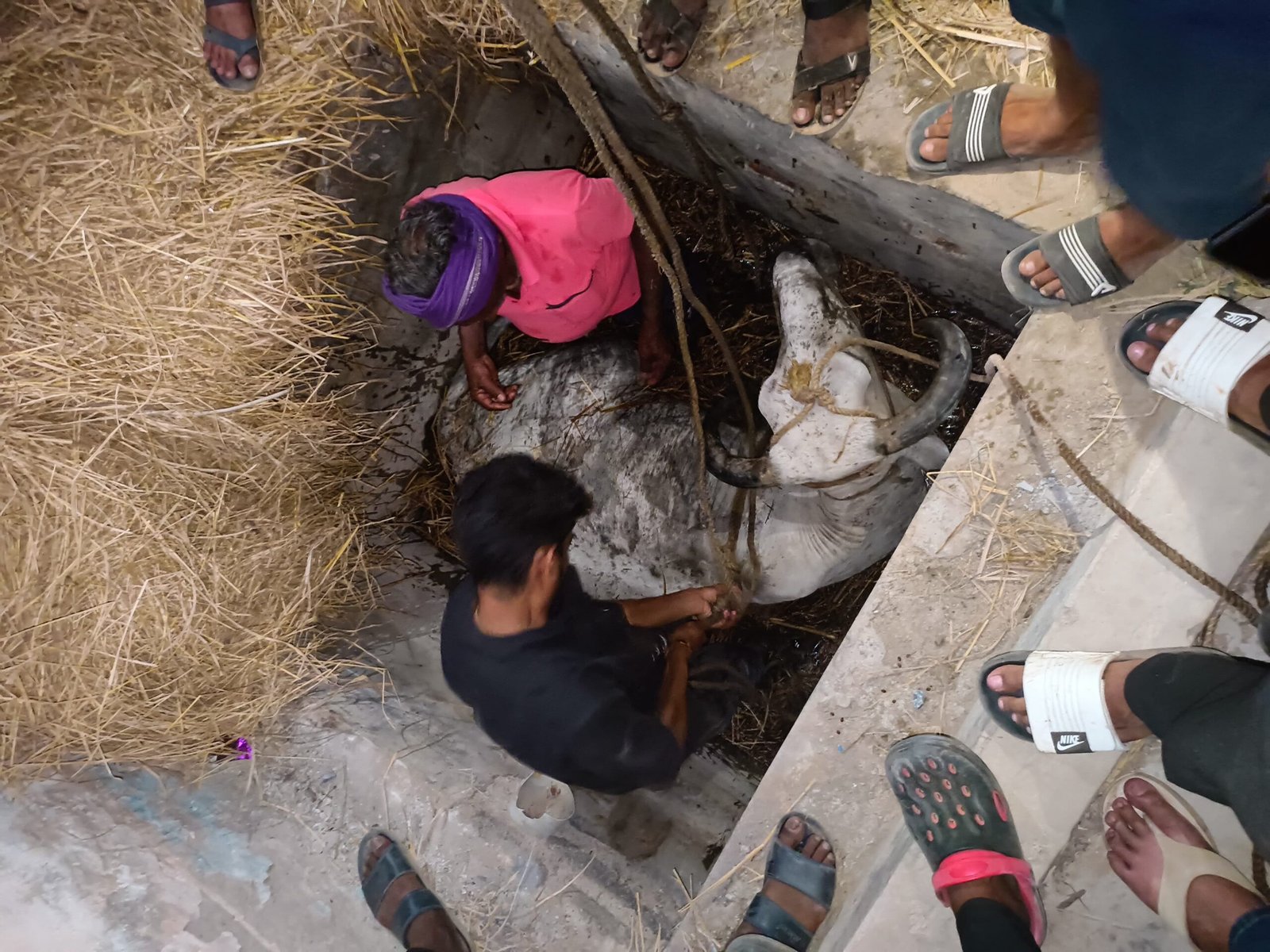 गड्ढे में गिरे गौवंश को गौ सेवा समिति ने जेसीबी की मदद से सुरक्षित बाहर निकाला 1 IMG 20250524 WA0022 scaled kshititech