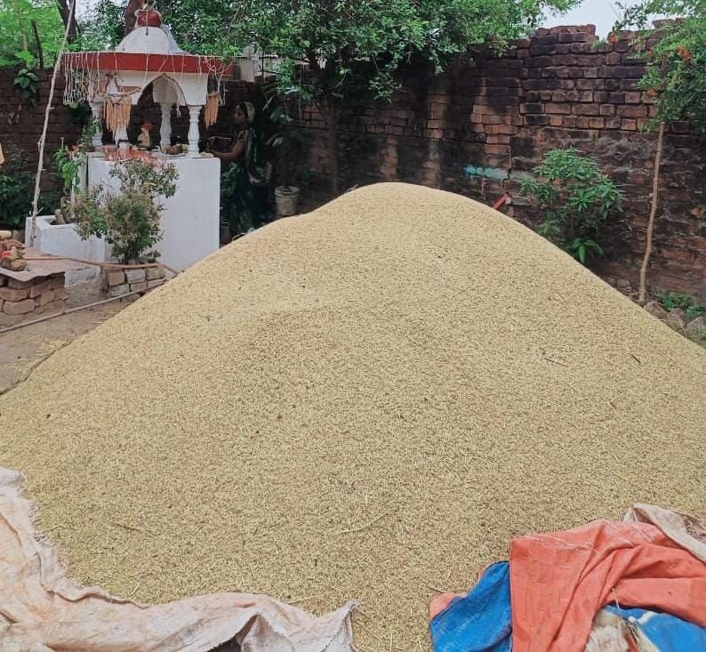 धान की रबी फसल लगाने वाले किसानों ने जताई चिंता, कहा- खरीदने वाले नहीं मिल रहे, पिछले वर्ष की तुलना में इस साल लागत तक नहीं निकली 2 img 20250526 wa00435419774231233385113 kshititech