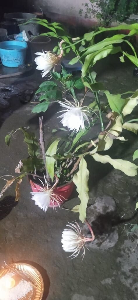 शिक्षिका फुलेश्वरी के घर खिला ब्रम्हकमल 2 img 20250714 wa00392460968698463976924 kshititech