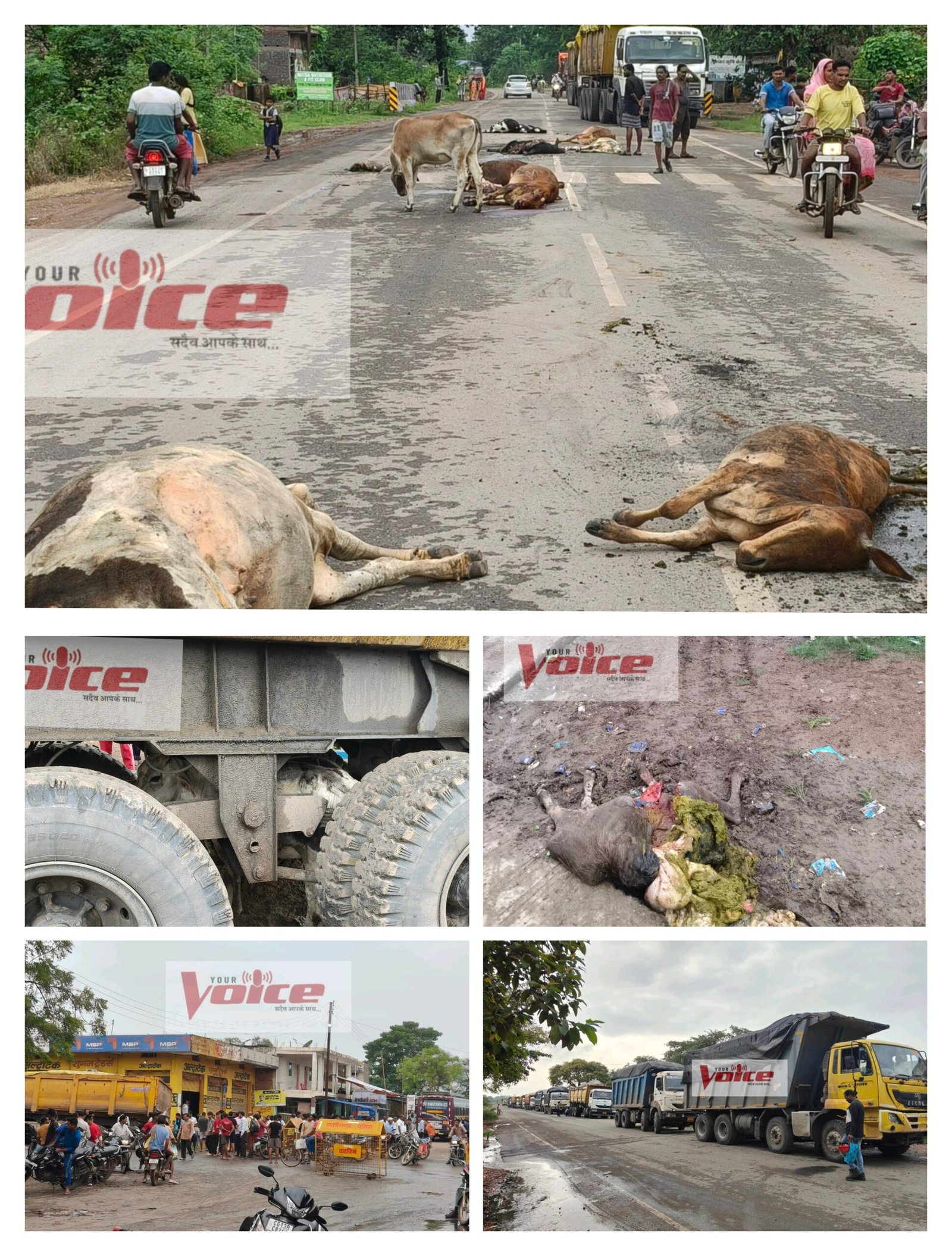 हाईवा चालक ने जान बूझकर वाहन से बेरहमी से कुचलकर 10 गायों का किया निर्मम हत्या 1 IMG 20250903 092655 scaled kshititech