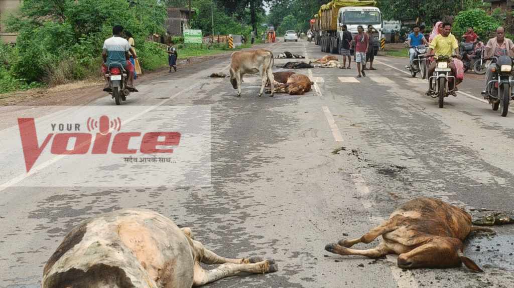 हाईवा चालक ने जान बूझकर वाहन से बेरहमी से कुचलकर 10 गायों का किया निर्मम हत्या 2 picsart 25 09 03 09 15 57 6012024314867609838841 1 kshititech